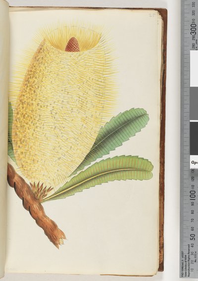 Page 25. Unidentified Plant by Unknown artist