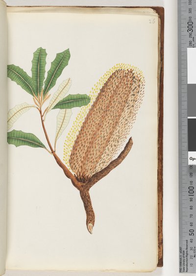 Page 26. Unnamed flowering plant by Unknown artist