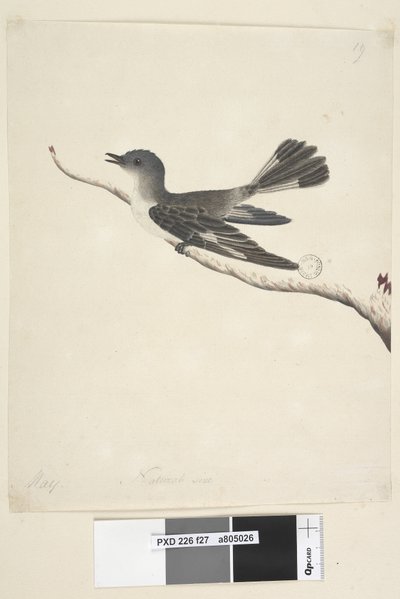 Natural Size Hooded Robin, Female by Unknown artist