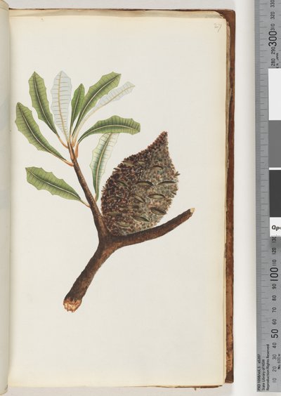 Page 27. Native name Wye gal le ang by Unknown artist