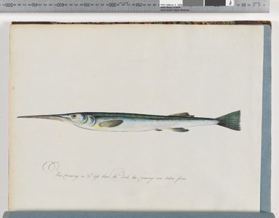 Unidentified Fish by Unknown artist