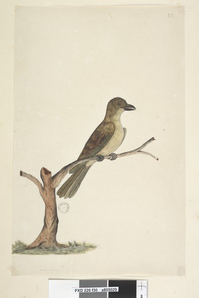 Page 30. ...? Norfolk Island Blackbird? Aplonis Fuscus, Female, 1791-92 by Unknown artist
