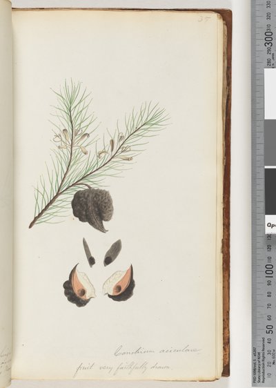Page 35. Hairy Needle Bush by Unknown artist