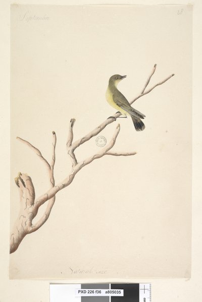 Natural Size Yellow Thornbill by Unknown artist