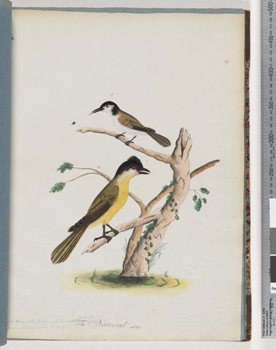 Agile Honeyeater and Black-Headed Creeper by Unknown artist