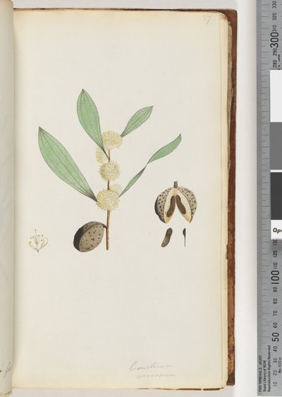 Conchium Nervosum by Unknown artist