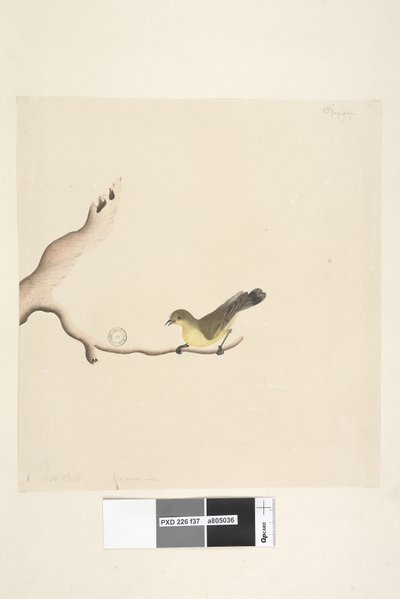 Page 37. October. Natural size Yellow Thornbill Acanthiza nana by Unknown artist