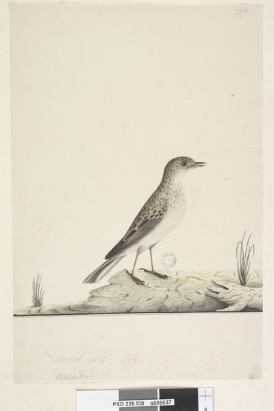 Page 38. Alundu? above title in different hand Natural size, July Pipit Anthus australis, 1791-92 by Unknown artist