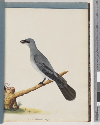 Page 38. Unidentified Bird, Probably a Large Lanius by Unknown artist