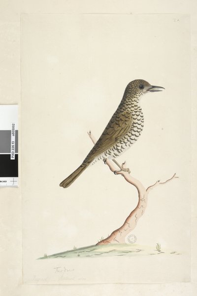 Ground Thrush, 1791-92 by Unknown artist