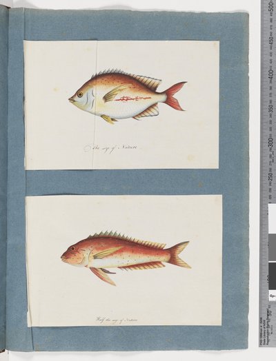 Unidentified fish by Unknown artist