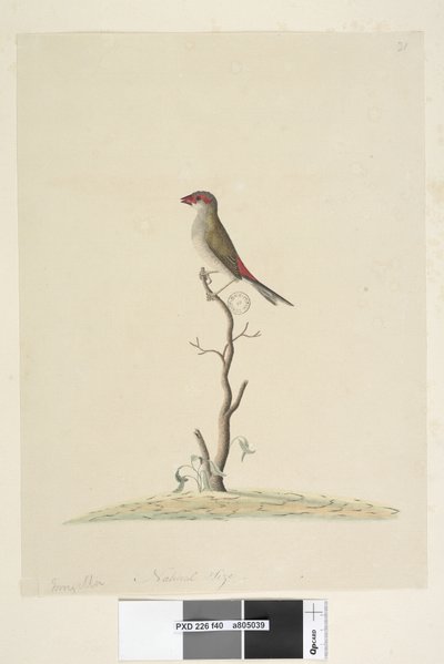 Red-Browed Finch by Unknown artist