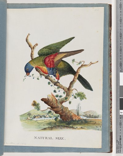 Rainbow Lorikeet and Red-breasted or Blue-bellied Parrot by Unknown artist