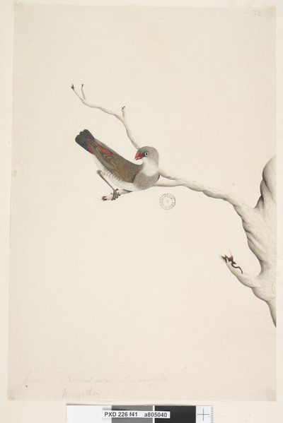 Diamond Firetail (immature), 1791-92 by Unknown artist