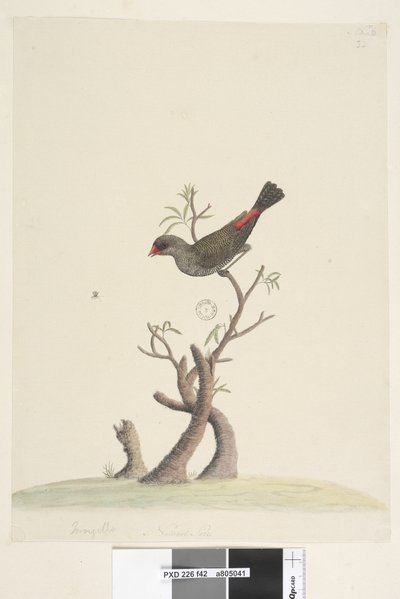Diamond Firetail, 1791-92 by Unknown artist