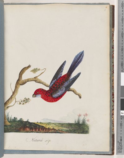 Page 45. Crimson Rosella. Pennantian Parrot by Unknown artist
