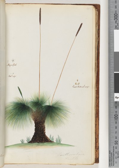 Page 45. Grass Tree (Magnified, Natural Size, Seed Natural Size) by Unknown artist