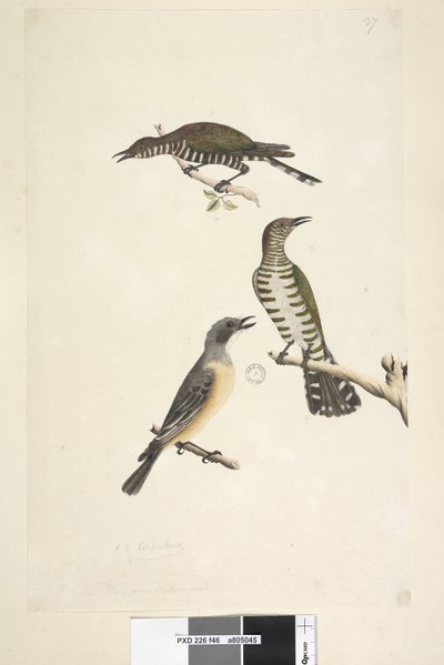 Golden Bronze Cuckoos and Rufous Whistler, 1791-92 by Unknown artist