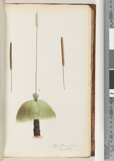 Page 46. Xanthorrhoea Hastile Grass tree by Unknown artist