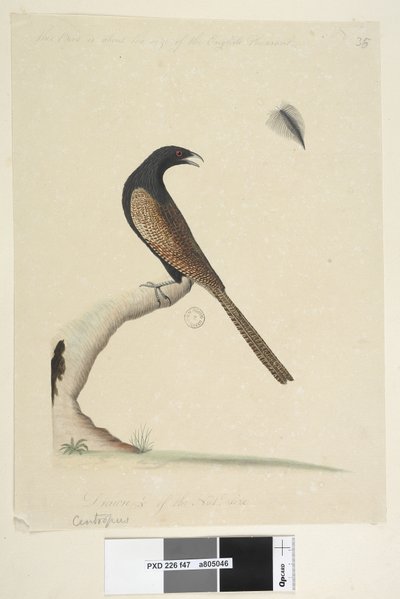 Pheasant Coucal, 1791-92 by Unknown artist