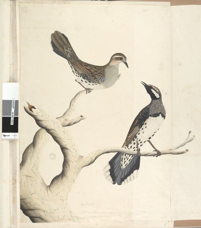 Page 4. Turdus. in a different hand Drawn the natural size being the only two of the kind as yet seen on the Colony, June 1792 Spotted Quail Thrush Cinclosoma punctatum by Unknown artist