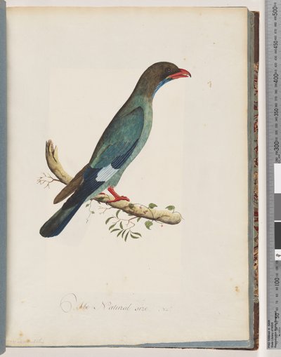Page 51 Dollarbird. Coracius orientalis by Unknown artist
