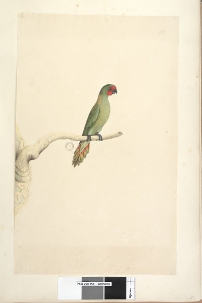 Page 51. Natural size Little Lorikeet Glossopsitta pusilla by Unknown artist