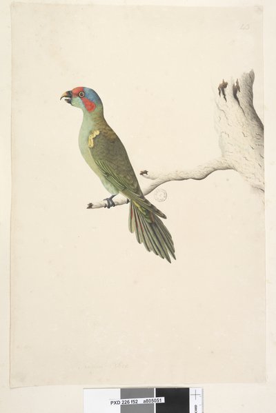 Musk Lorikeet by Unknown artist