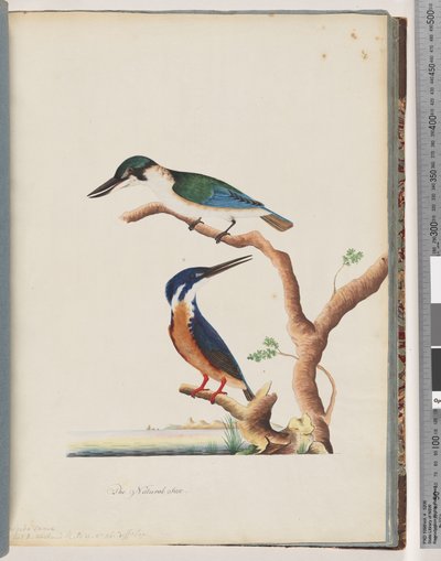 Sacred Kingfisher and Azure Kingfisher by Unknown artist