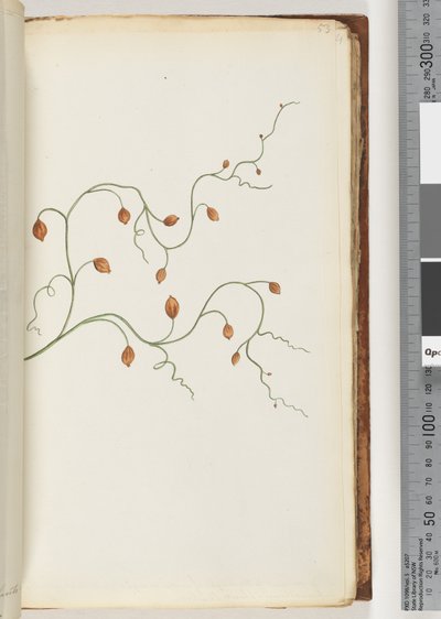 Page 53. A Creeper Runs to the Length of Seven or Eight Yards and Mostly Found Entwined Round Plants Shrubs &c by Unknown artist