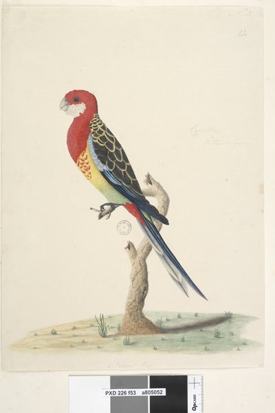 Page 53. Corella. Natural size Eastern Rosella Platycercus eximius by Unknown artist