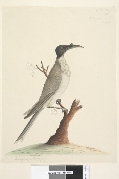 Page 55. Wer,gan or the Friar. Meliphaga Phrygia. Natural size Noisy Friarbird Philemon corniculatus by Unknown artist