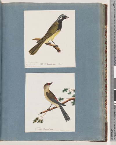 Page 56. Unidentified Bird. Turdus leucotis. 57. Red-browed Finch. Turdus new by Unknown artist