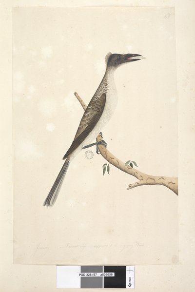 Natural Size Noisy Friarbird by Unknown artist