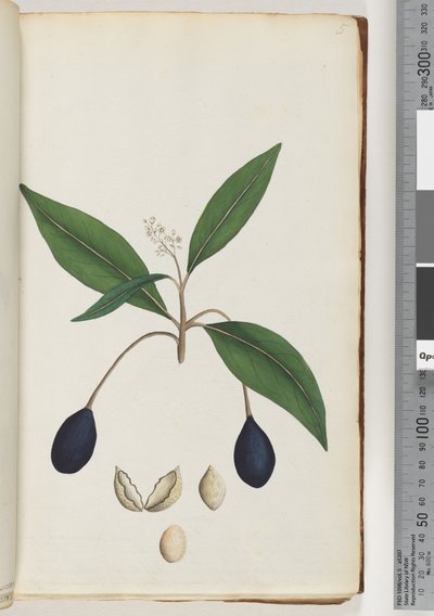 Page 5. Unidentified Plant by Unknown artist