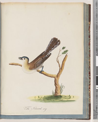 Blue-headed Thrush by Unknown artist