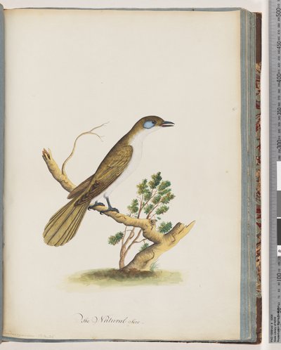 Page 61. Blue-faced Honeyeater. Turdus cyanoris. Blue-cheeked Thrush by Unknown artist