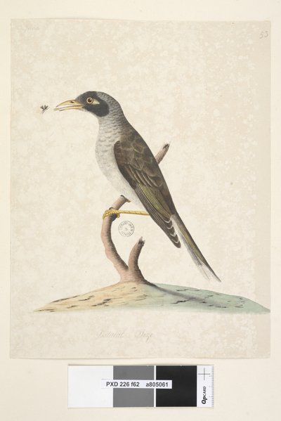 Noisy Miner, 1791-92 by Unknown artist
