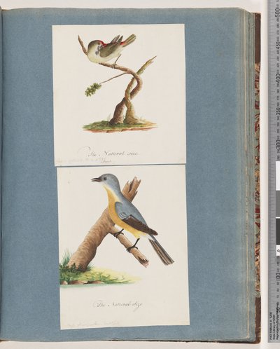 Page 62. Red-browed Finch. Loxia astrild. 63. Unidentified Bird. Muscicapa flavigastra by Unknown artist