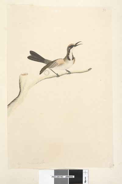 Tawny Crowned Honeyeater, 1791-92 by Unknown artist