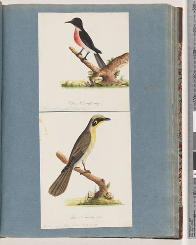 Page 64. Scarlet Robin. Yellow-tufted Honeyeater by Unknown artist