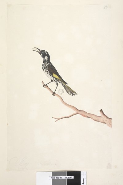 Yellow Winged Honeyeater, 1791-92 by Unknown artist