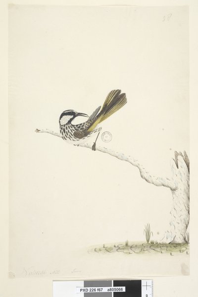 White-Cheeked Honeyeater by Unknown artist