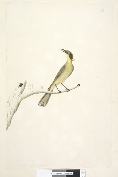 Page 69. Natural size. Iris doubtful Yellow, Tufted Honeyeater Lichenostomus melanops by Unknown artist