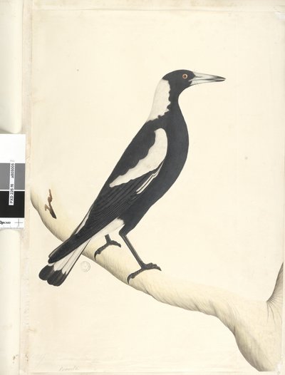 Page 6. Barita. Natural size Black, Backed Magpie Gymnorhina tibicen by Unknown artist