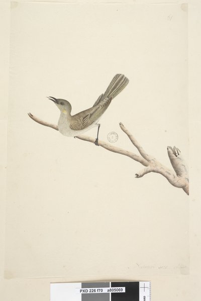 Page 70. Natural size. August Fuscous Honeyeater Lichenostomus fuscus, 1791-92 by Unknown artist