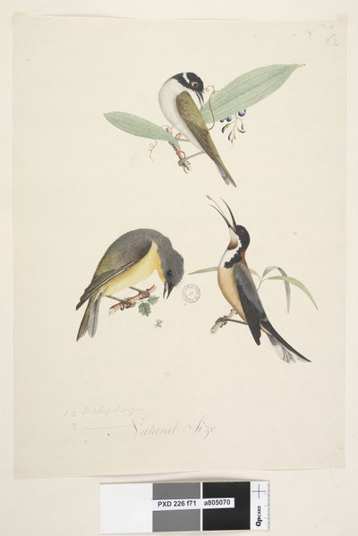 Natural Size Three Birds by Unknown artist