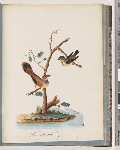 Page 72. Spotted Pardalote. Unidentified bird by Unknown artist