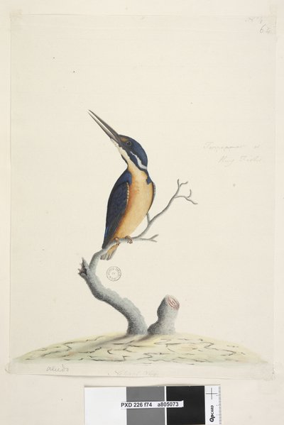 Page 74. Ter,re,a,mar or King Fisher. Natural size Azure Kingfisher Alyone azurea by Unknown artist