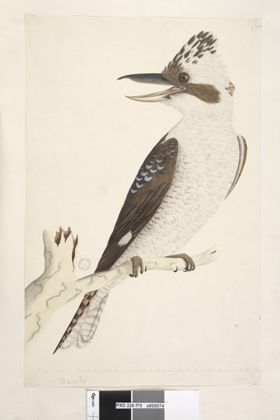 Laughing Jackass, 1791-92 by Unknown artist